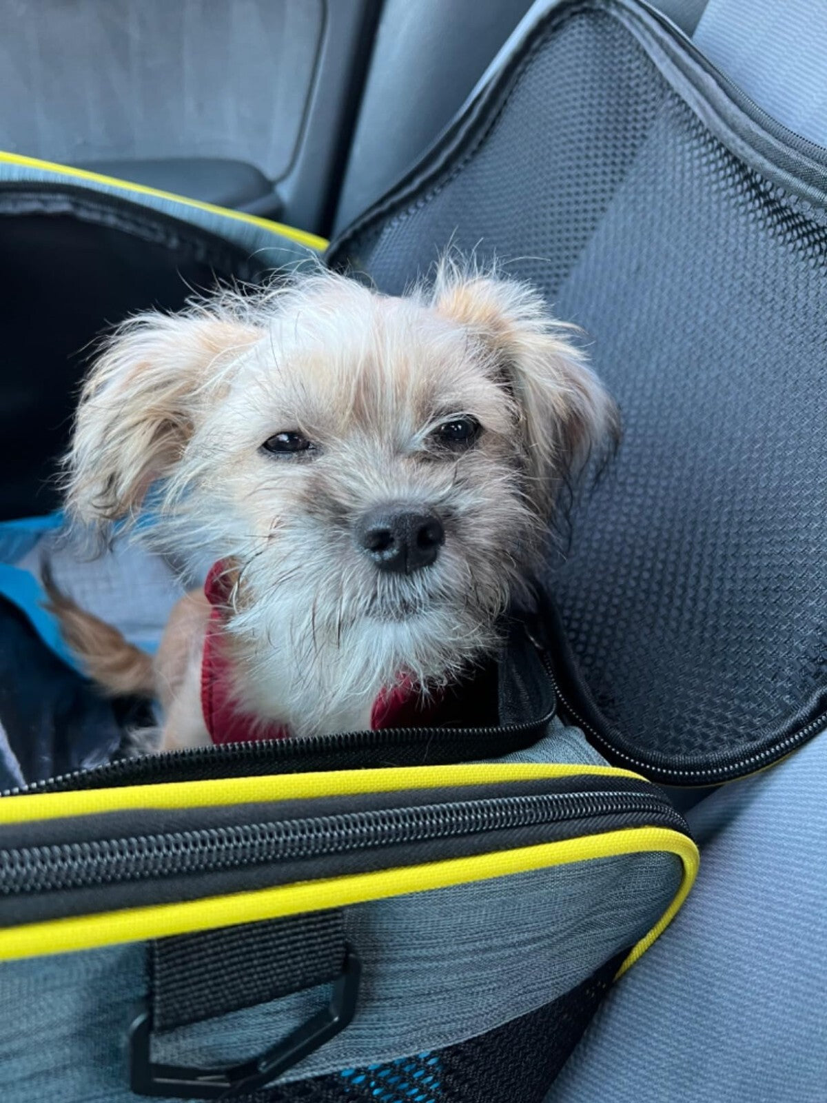 Large Size Soft-Sided Mesh Travel Pet Carrier Airline Approved up to 25 Pounds
